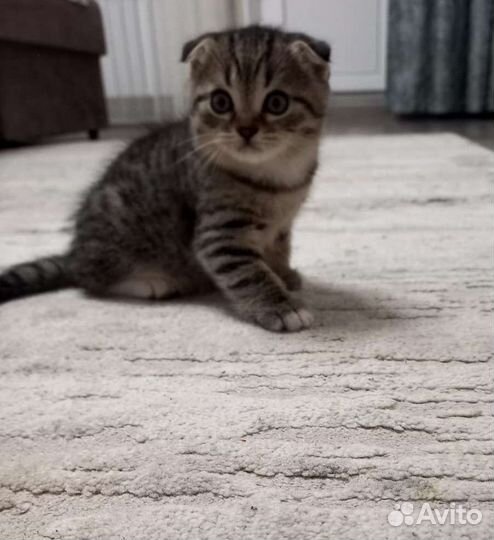 Шотландская