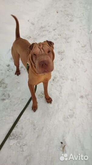 Отдам в добрые руки собаку