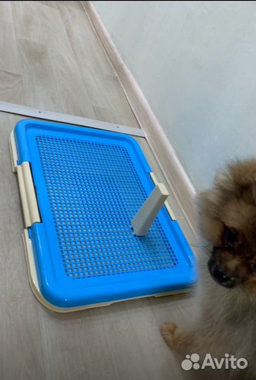 Лоток для собак и кошек