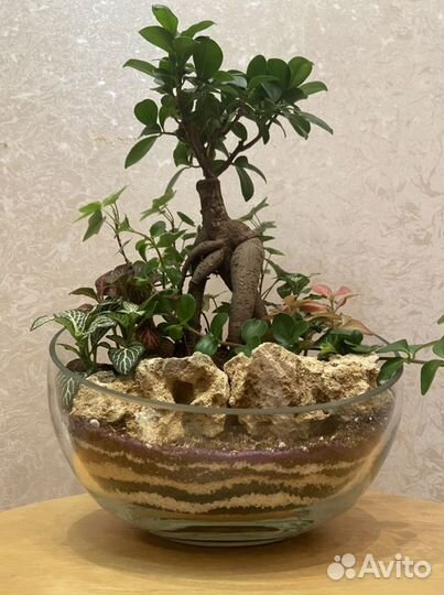 Флорариум, бонсариум, орхидариум (цветы в аквариум