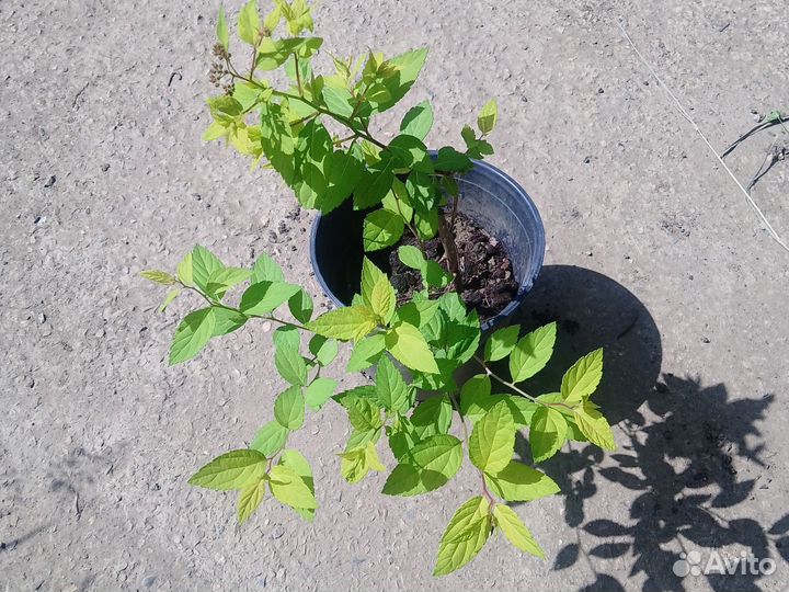 Таволга и многое другое