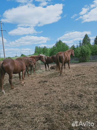 Кобылки и жеребец