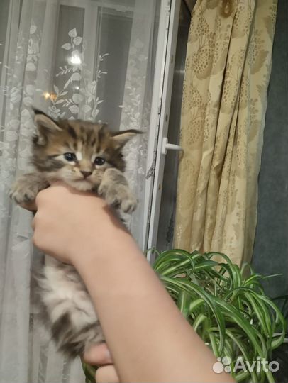 Котята мейн-кун