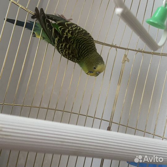 Волнистый попугай с клеткой