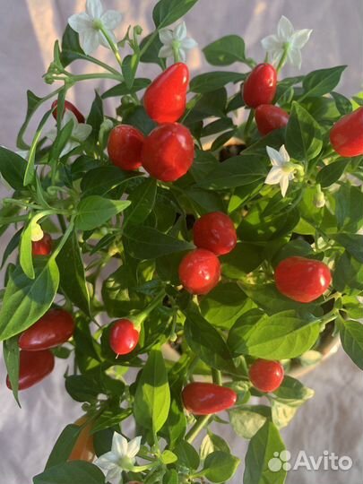 Мини-перец комнатный семена высота всего 15 см