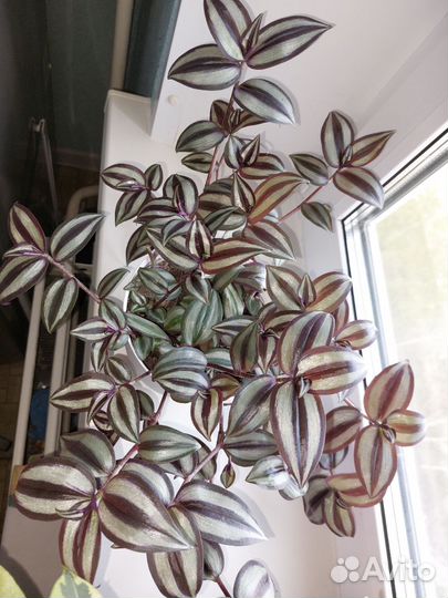 Комнатный цветок-Традесканция