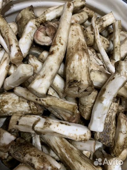 Корень лопуха