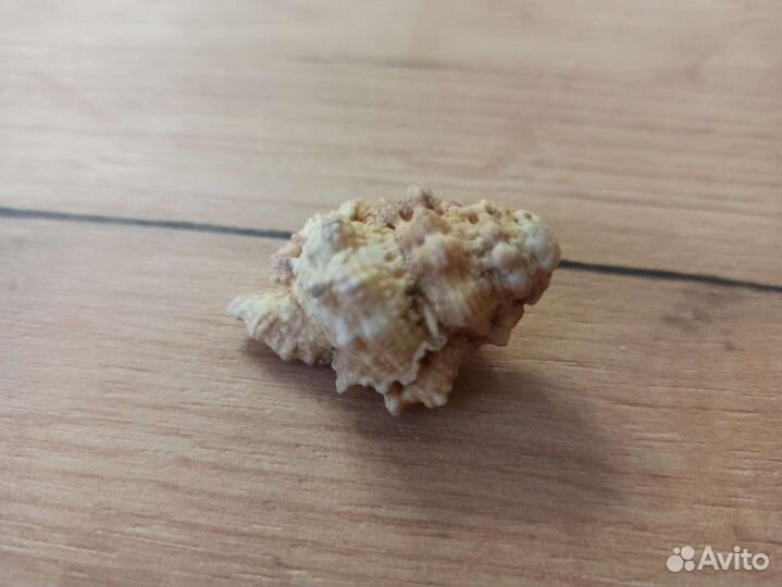 Морская раковина