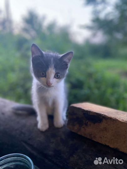 Продажа котят