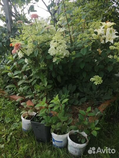 Гортензия метельчатая сандей фрайз