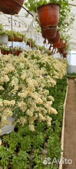 Растения цветы для сада