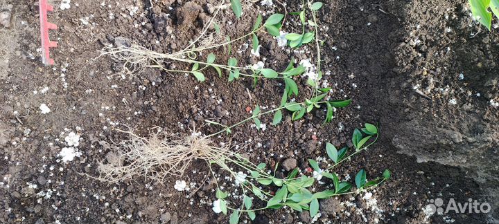 Барвинок, многолетник для альпийских горок