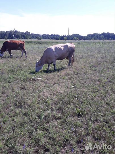 Коровы, телки, козы, овецы