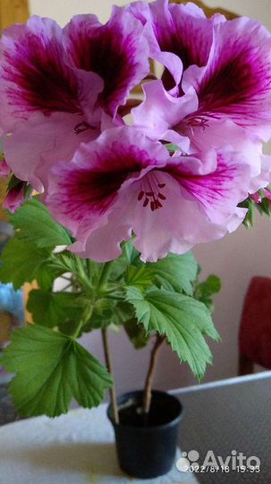 Пеларгония герань