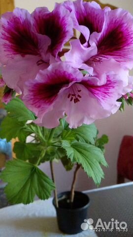 Пеларгония герань