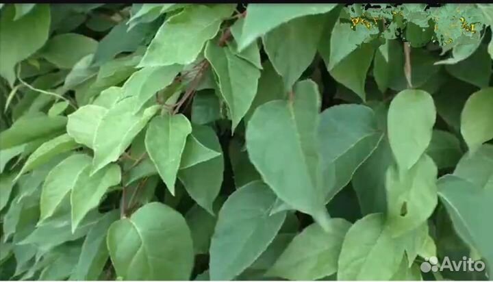 Саженцы китайского лимонника