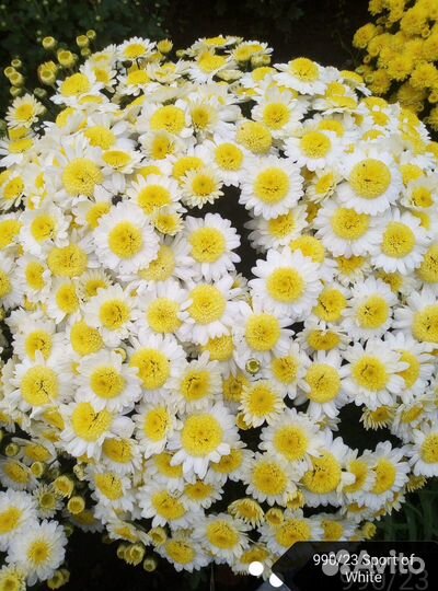 Хризантема мультифлора