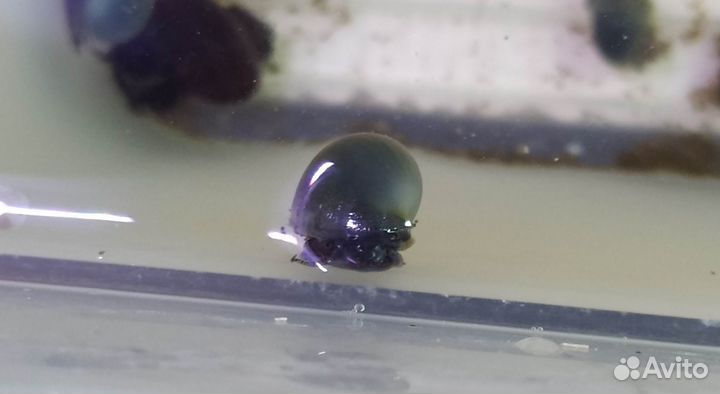 Ампулярия Черничная