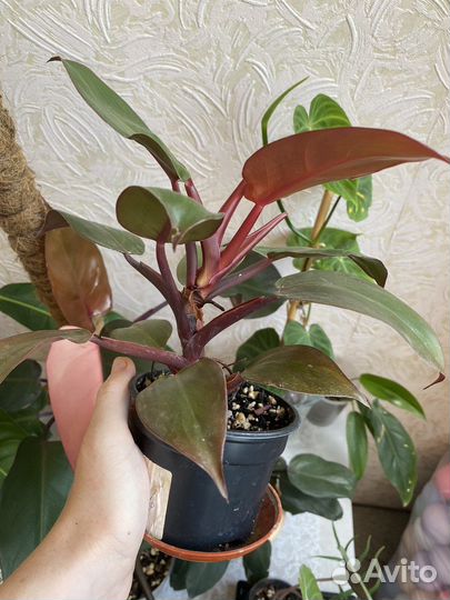 Филодендрон