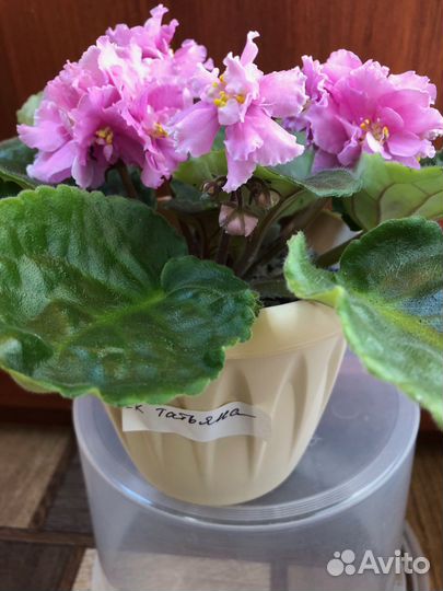 Сортовая фиалка ек Татьяна