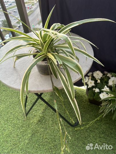 Хлорофитум