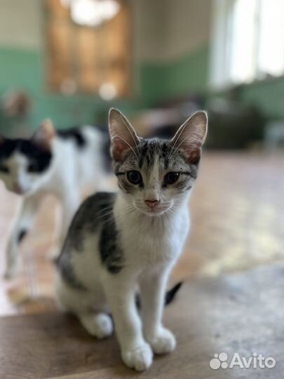 Кошка/котята