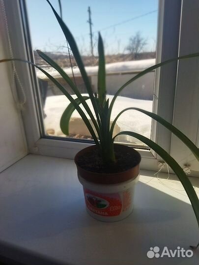 Кливия
