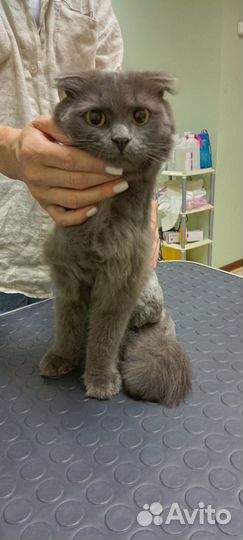 Кошечка очень ищет дом