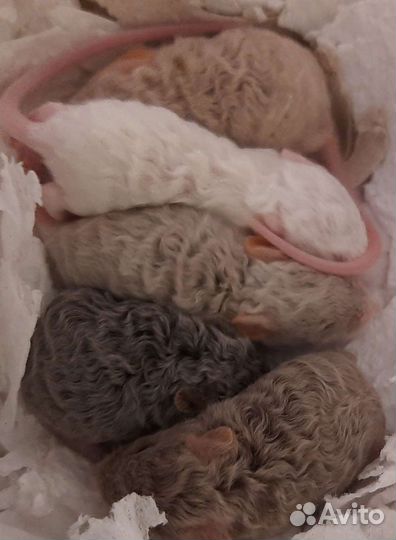 Декоративные мыши рекс