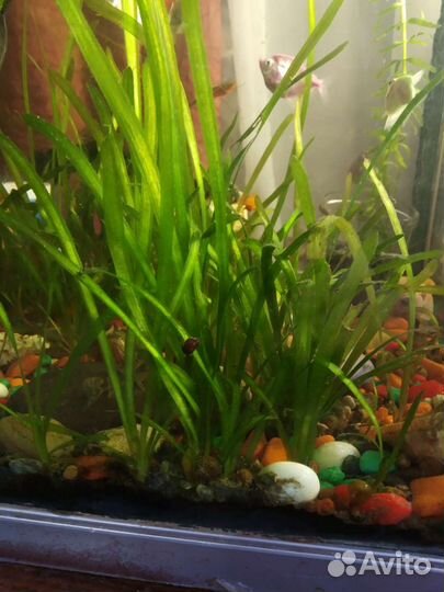 Аквариумные растения