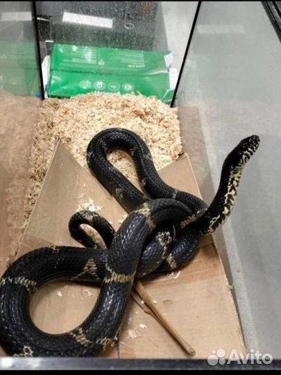 Амурский полоз