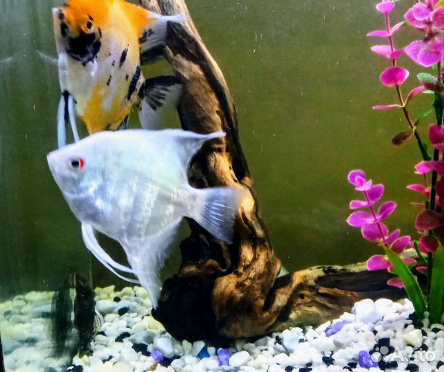 Аквариумные рыбки