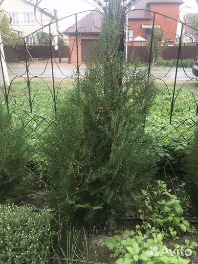 Саженцы туи