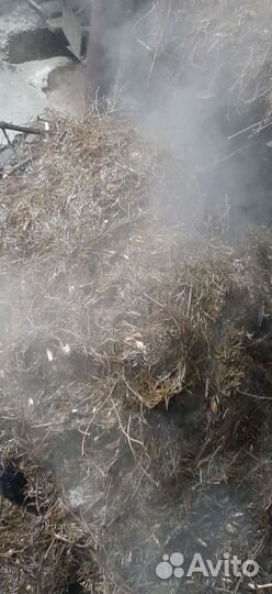 Корм и удобрение из пропаренных пихтовых веток