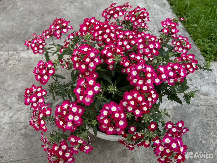 Вербена вегетативная осень