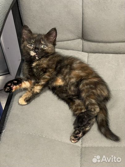 Котенок