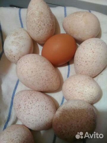 Домашние куриные яйца