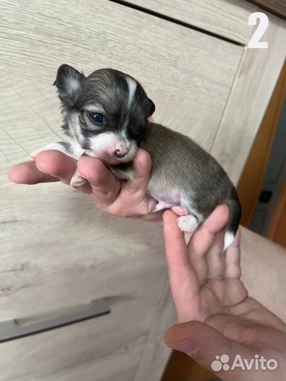 Щенки Чихуахуа