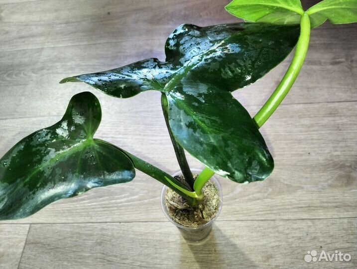 Филодендрон Sanktamartinens