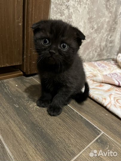 Шотландские котята
