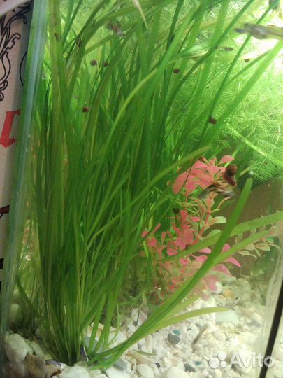 Аквариумное растение Валлиснерия