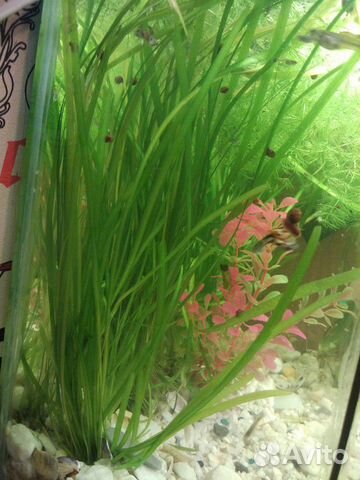 Аквариумное растение Валлиснерия