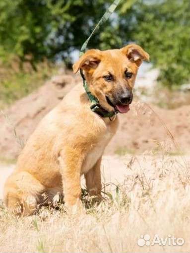 Собака щенок в добрые руки