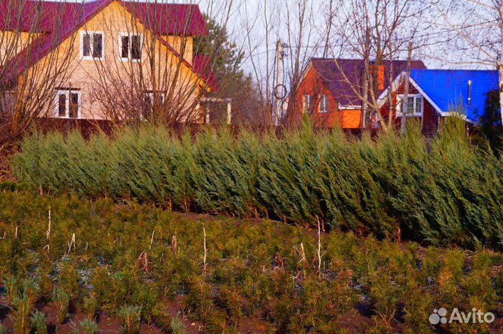 Можжевельник скальный