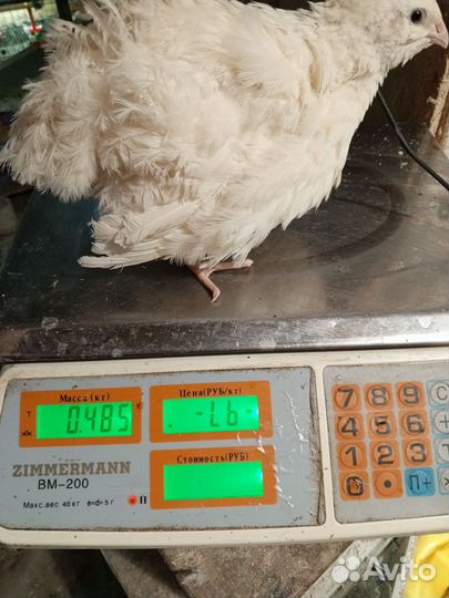 Инкубационное яйцо. Белый гигант