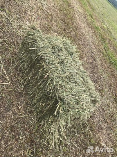 Сено в тюках