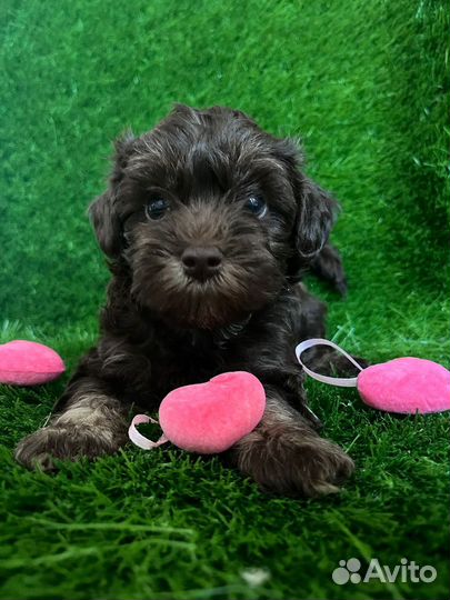 Мальтипу щенки