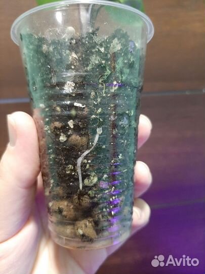 Алоказия Блэк Стем, детка