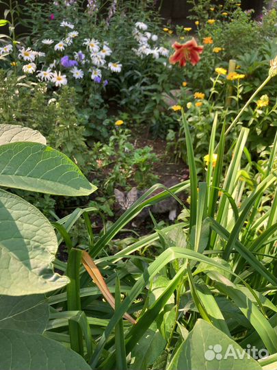 Котенок (мальчик ), на 2 Балашихе