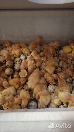 Перепела суточные